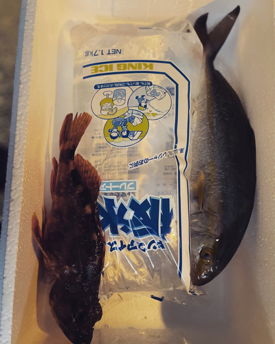 ショゴの釣果