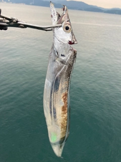 タチウオの釣果