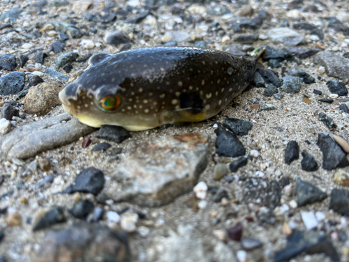 クサフグの釣果