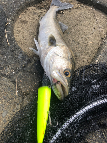 スズキの釣果