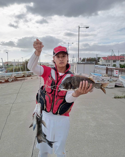 チヌの釣果