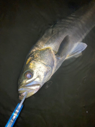 スズキの釣果