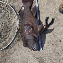 コブダイの釣果