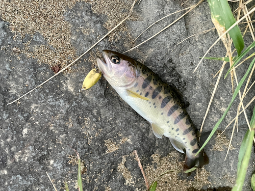 ヤマメの釣果