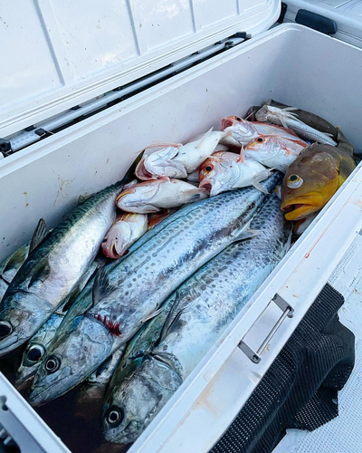 サバの釣果