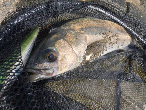 スズキの釣果