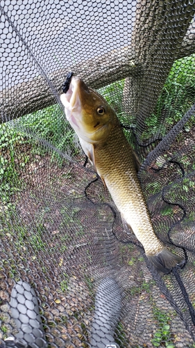 ニゴイの釣果