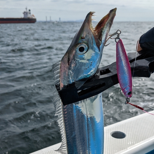 タチウオの釣果