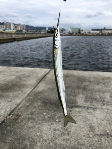 サヨリの釣果