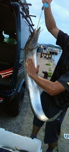 タチウオの釣果