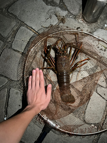 イセエビの釣果