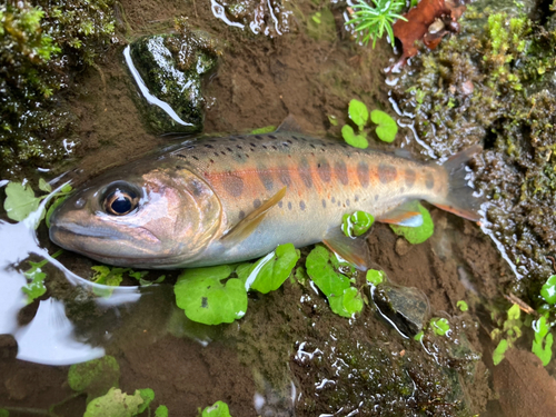 ヤマメの釣果