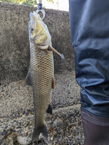 ニゴイの釣果