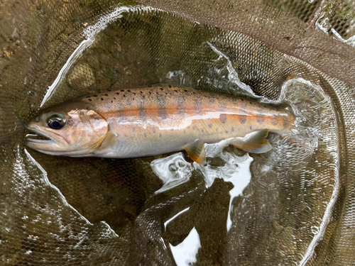 ヤマメの釣果