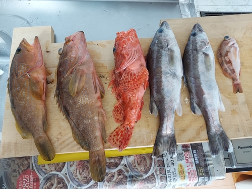 アラの釣果