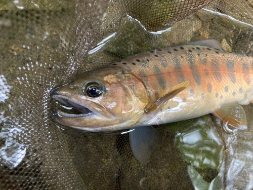 ヤマメの釣果