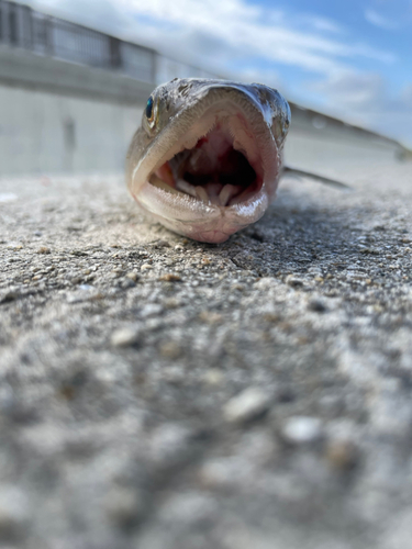 エソの釣果