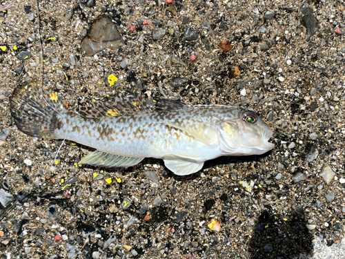 ハゼの釣果