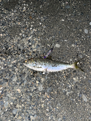 コノシロの釣果