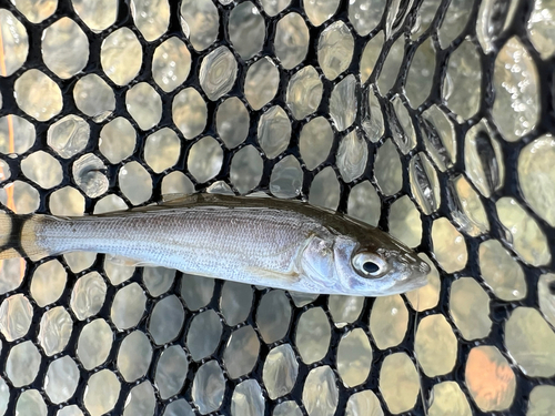 ウグイの釣果