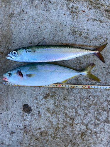 ツバイソの釣果