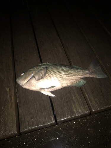 メジナの釣果