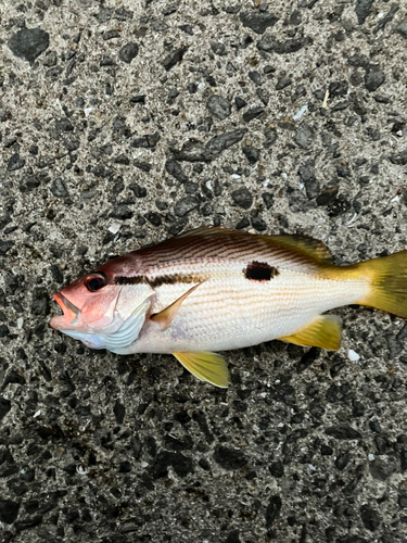 ヨコスジフエダイの釣果