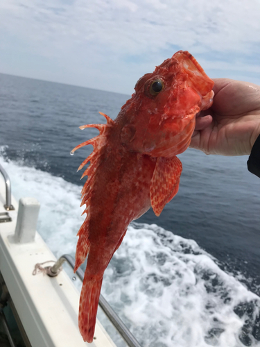 オニカサゴの釣果