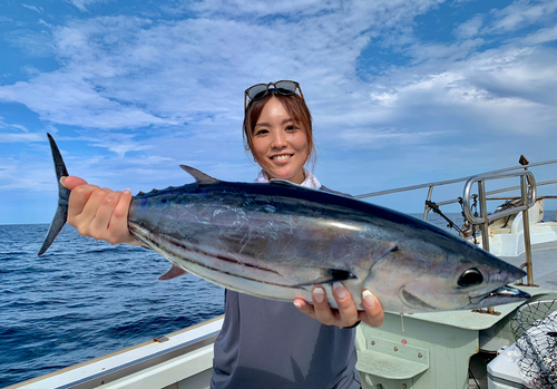 カツオの釣果