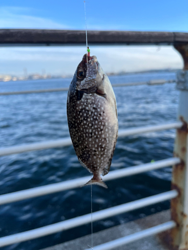 アイゴの釣果