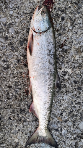 サケの釣果