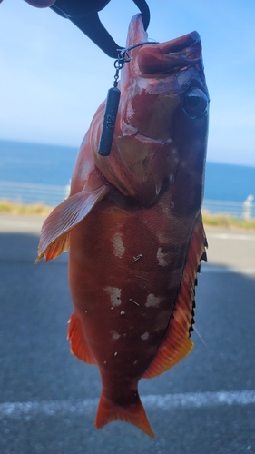 アカハタの釣果