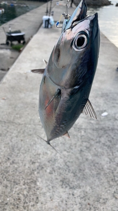 ソウダガツオの釣果