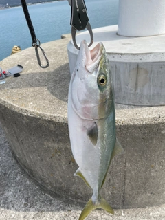 ハマチの釣果