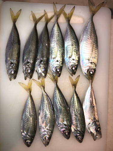 アジの釣果