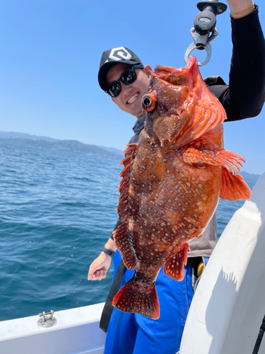 マダイの釣果