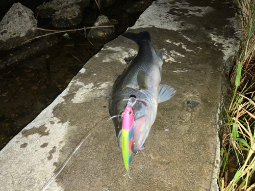 シーバスの釣果