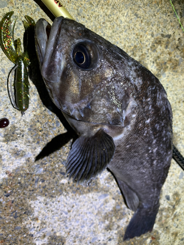 クロソイの釣果