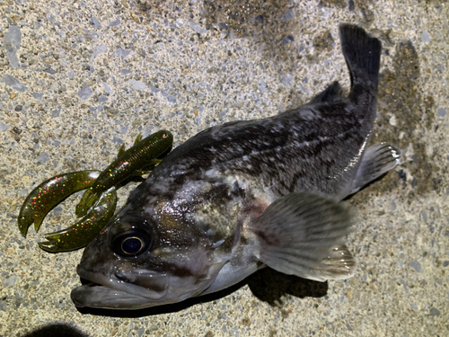 クロソイの釣果