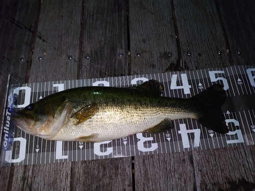 ブラックバスの釣果