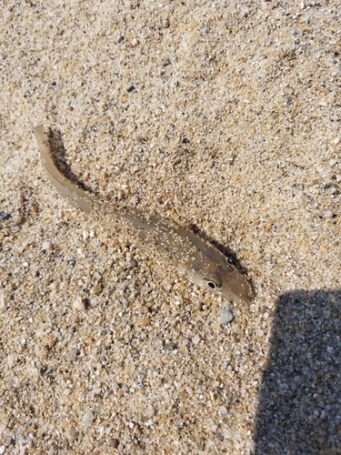 キスの釣果