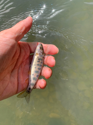 ヤマメの釣果