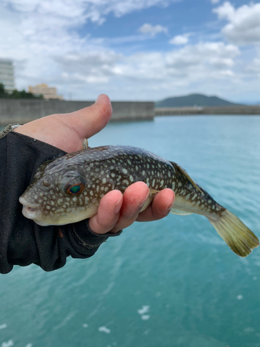 コモンフグの釣果