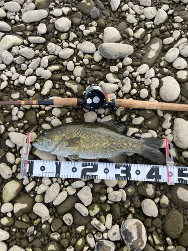 スモールマウスバスの釣果