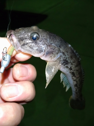 ハゼの釣果