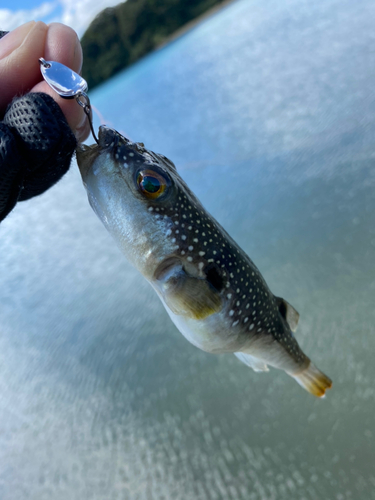 クサフグの釣果