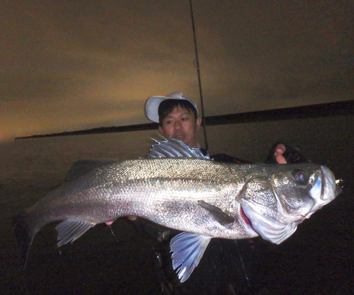 シーバスの釣果