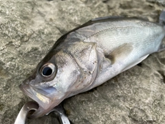 セイゴ（マルスズキ）の釣果