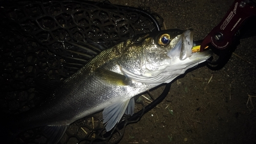 フッコ（マルスズキ）の釣果