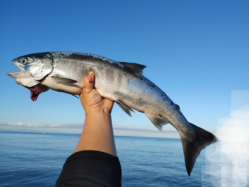 サケの釣果